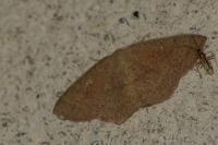 Cyclophora ruficiliaria