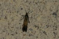 Coleophora
