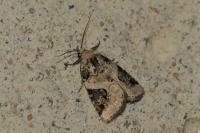 Pseudeustrotia candidula
