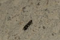 Oegoconia