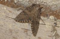 Anarta trifolii