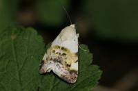 Acontia lucida