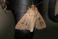 Mythimna ferrago