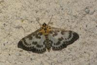 Anania hortulata