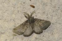 Gluphisia crenata