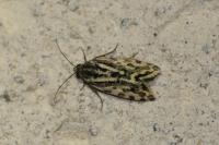 Emmelia trabealis