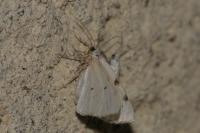 Lomographa bimaculata