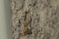 Falseuncaria ruficiliana