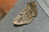Peribatodes rhomboidaria