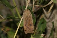Noctua pronuba