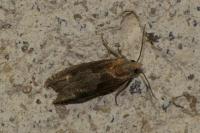 Eucosma conterminana