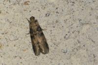 Euzophera pinguis