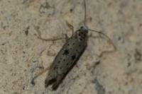 Yponomeuta plumbella
