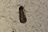 Ochropleura plecta