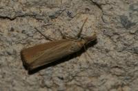 Agriphila straminella