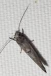 Zelleria oleastrella
