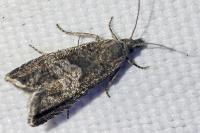 Dichrorampha acuminatana