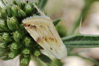 Eublemma ostrina