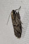 Ephestia disparella