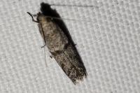 Ephestia disparella