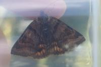 Euclidia glyphica