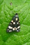 Callimorpha dominula