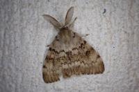 Lymantria dispar