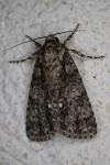 Acronicta rumicis
