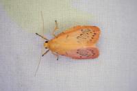 Miltochrista miniata