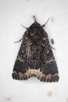 Catephia alchymista