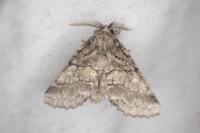 Gluphisia crenata
