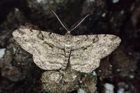 Peribatodes rhomboidaria