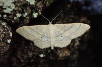 Idaea straminata
