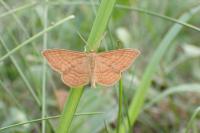 Idaea ochrata