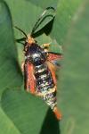 Pyropteron chrysidiforme