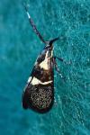 Dasycera oliviella