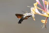 Macroglossum stellatarum