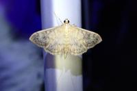 Patania ruralis
