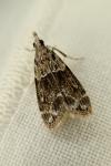 Eudonia mercurella
