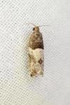 Spilonota ocellana
