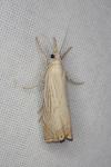 Chrysoteuchia culmella