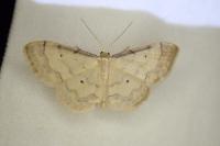 Idaea politaria