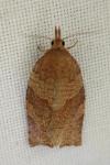 Pandemis heparana