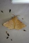 Malacosoma neustria