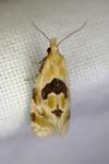 Aethes rubigana