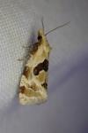 Aethes rubigana