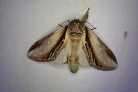 Pheosia tremula