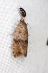 Celypha striana