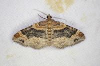 Xanthorhoe ferrugata