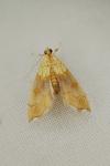 Agrotera nemoralis
